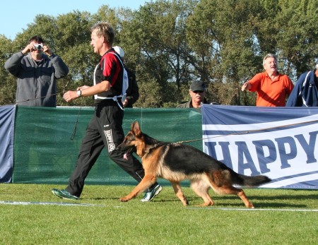 maminka Lorane z Lintichu - HŠV 2014,VD 2, třída mladé feny 2.místo. Rozhodčí: Marco Ossman (SV) 